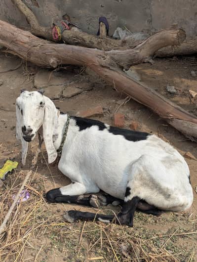 Beetal Bakri