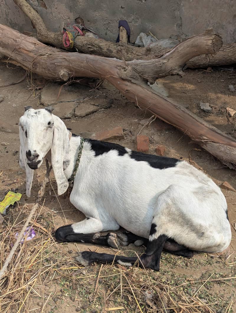 Beetal Bakri 0