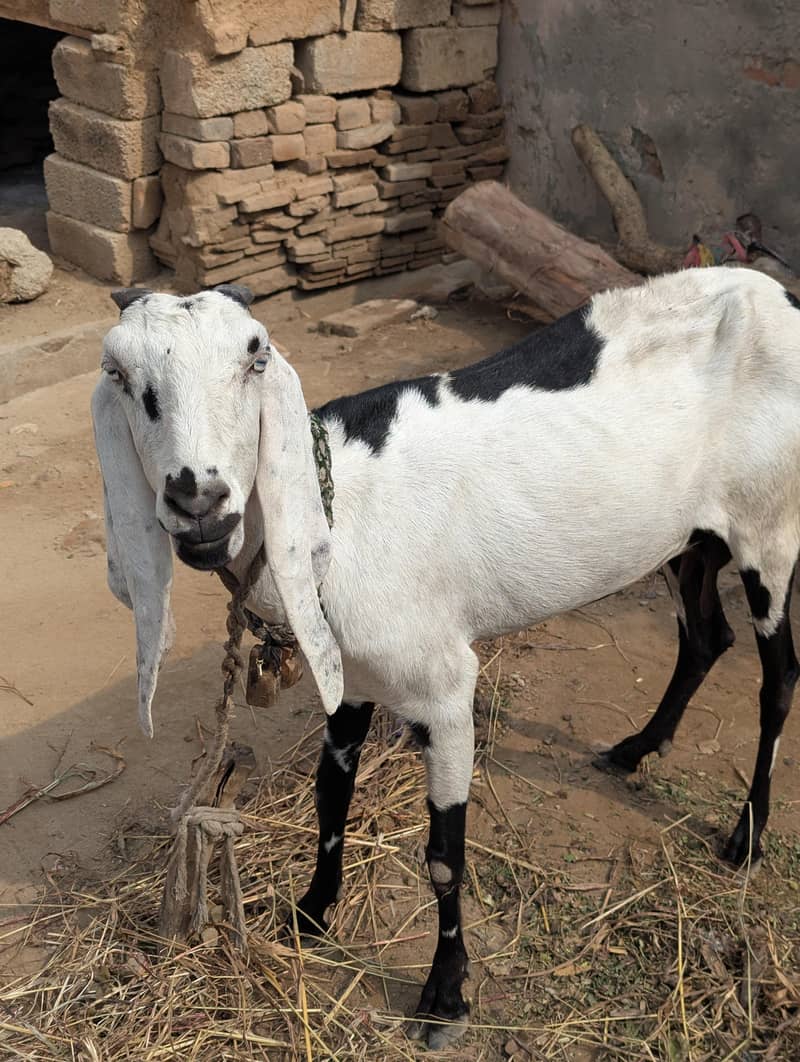 Beetal Bakri 1