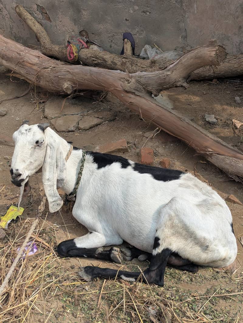 Beetal Bakri 2