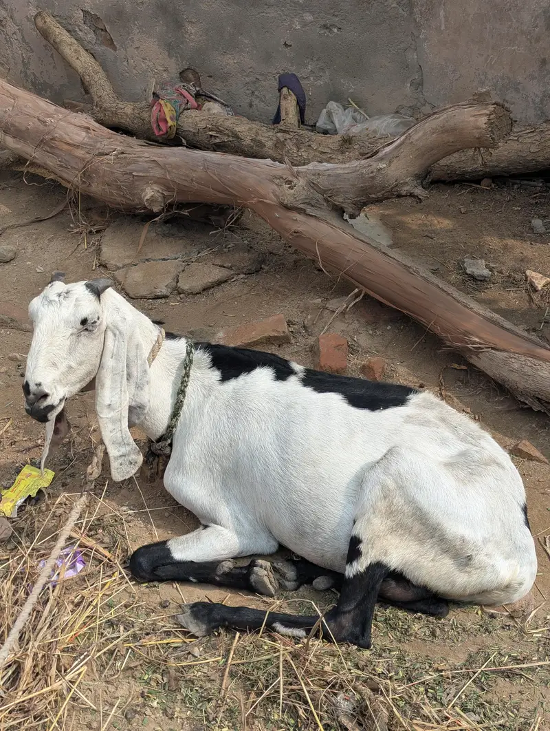 Beetal Bakri — photo 3