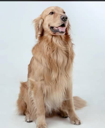 Dog for sale 03009722227