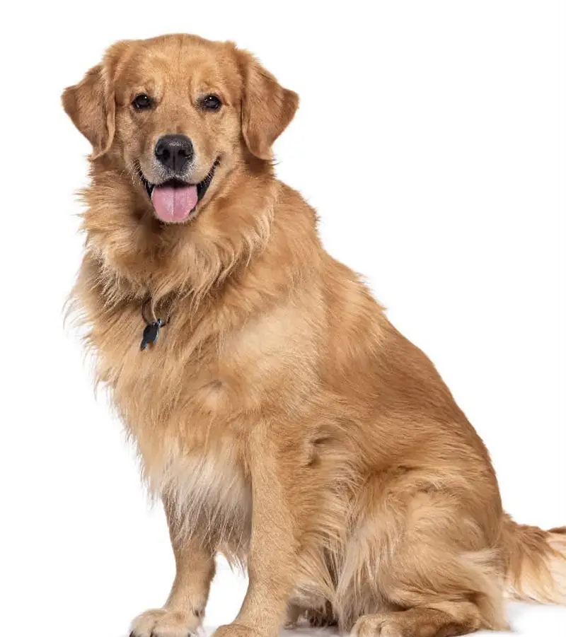 Dog for sale 03009722227 — photo 2