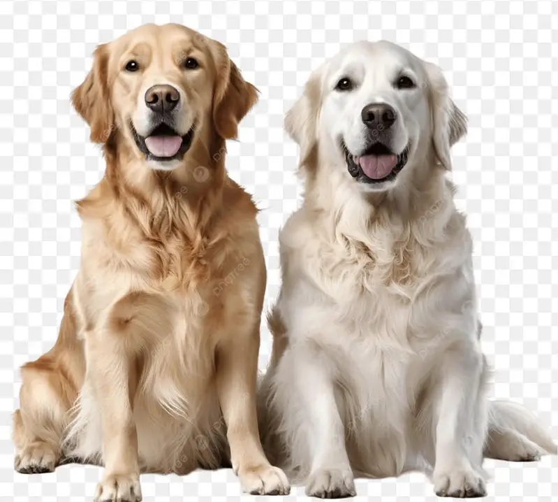 Dog for sale 03009722227 — photo 3