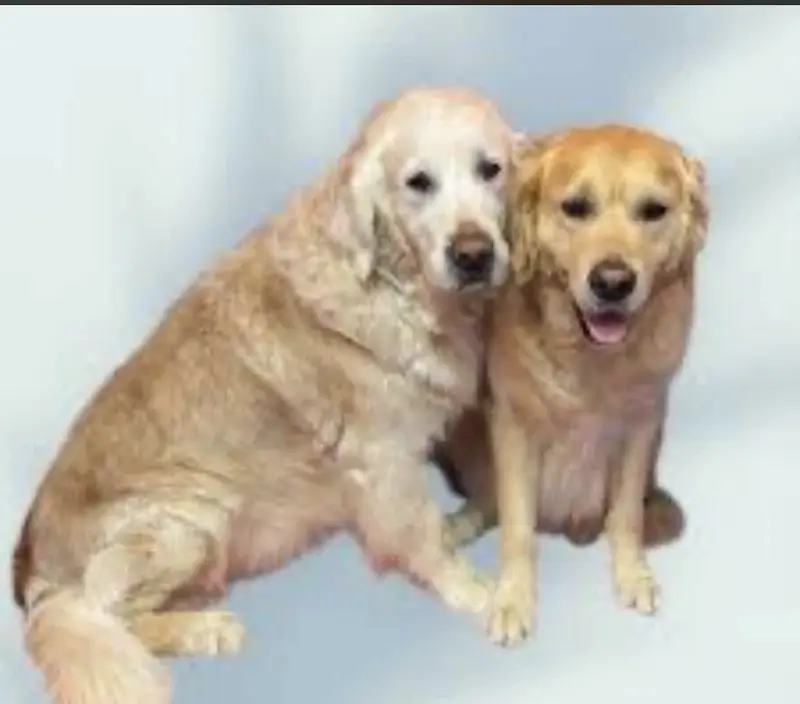 Dog for sale 03009722227 — photo 4
