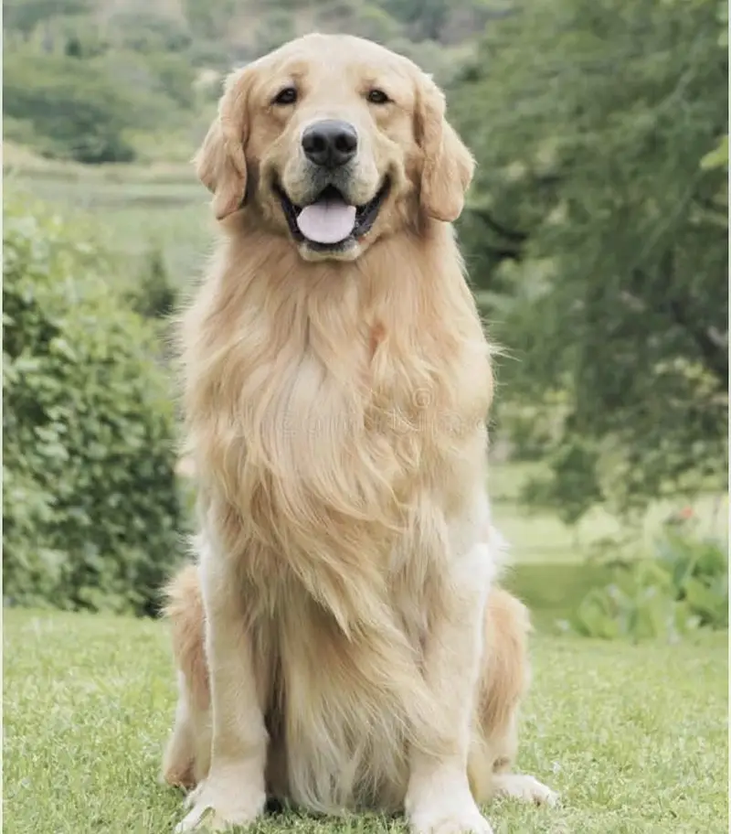Dog for sale 03009722227 — photo 5