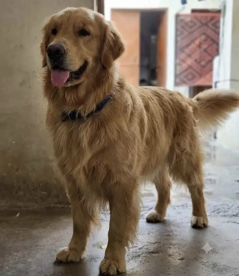 Dog for sale 03009722227 — photo 6