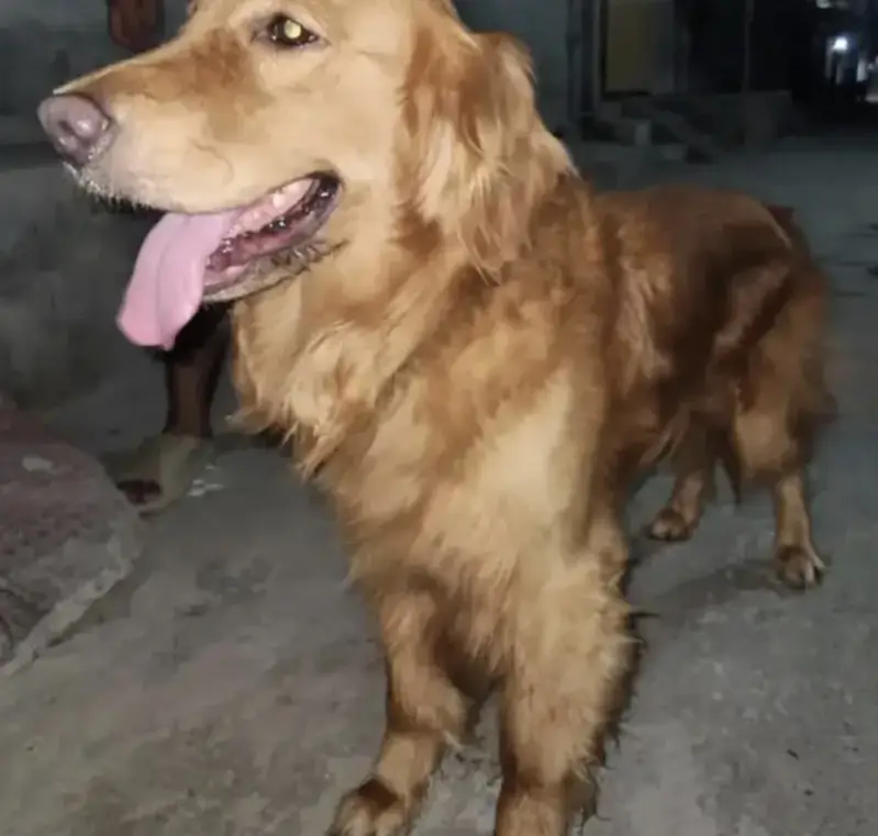 Dog for sale 03009722227 — photo 7
