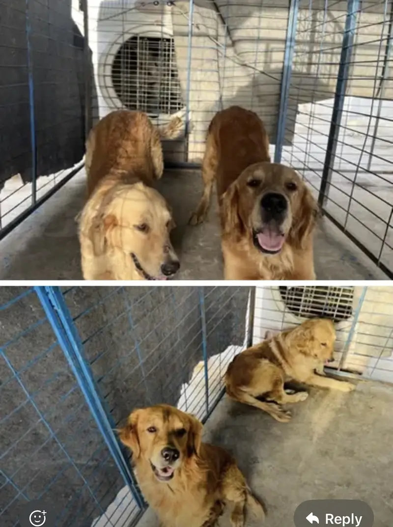 Dog for sale 03009722227 — photo 8