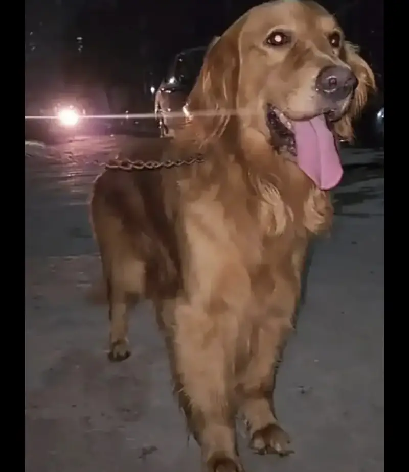 Dog for sale 03009722227 — photo 9