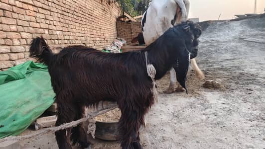 Beautiful DDP Cross Bakra - Long Hair & Big Ears