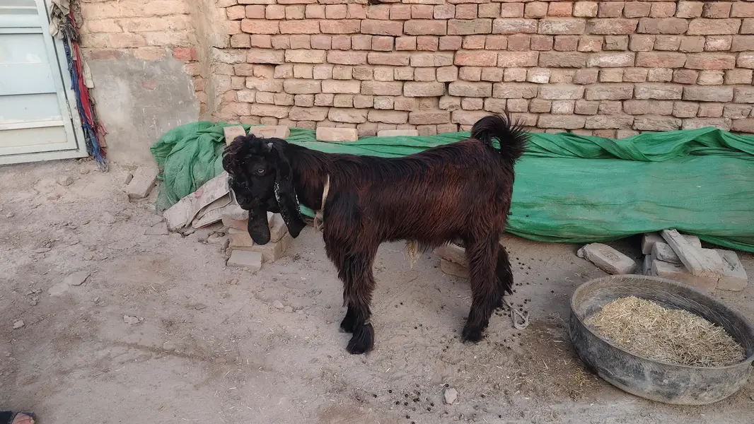 Beautiful DDP Cross Bakra - Long Hair & Big Ears — photo 2