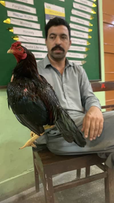 Lakha muska for sale