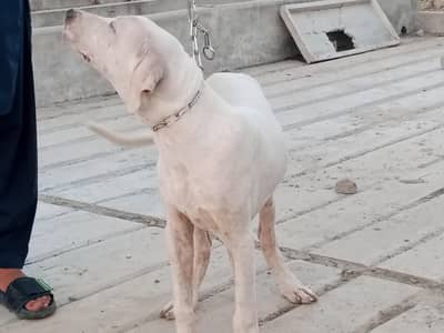 pure Pakistani bully white dog