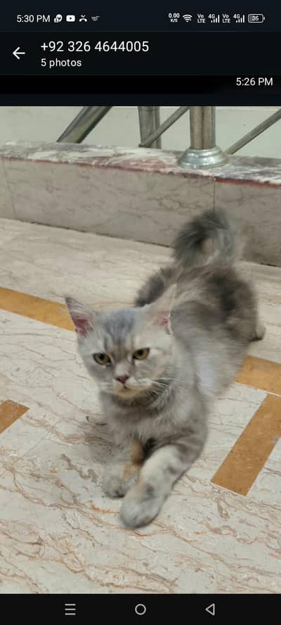 Persian cat
