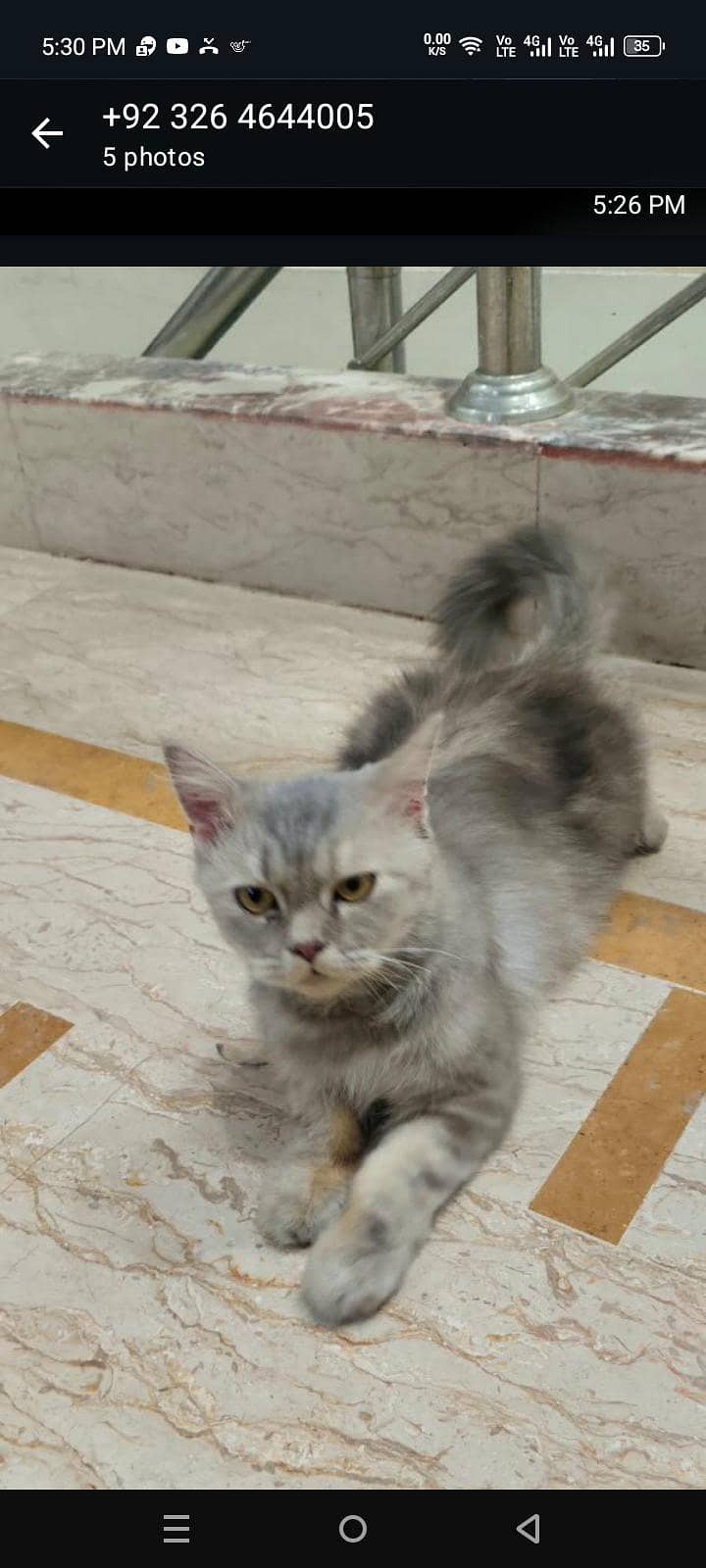 Persian cat 0
