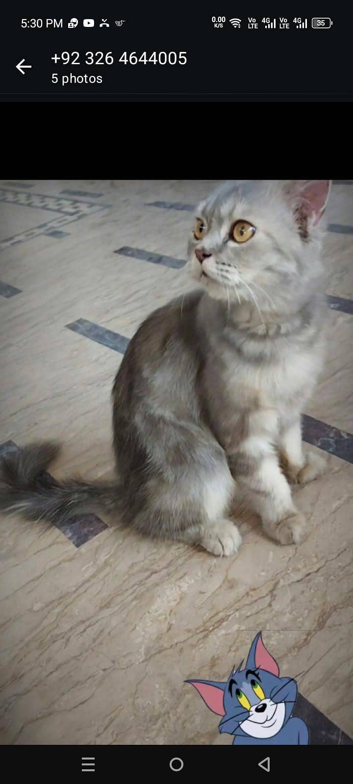 Persian cat 1