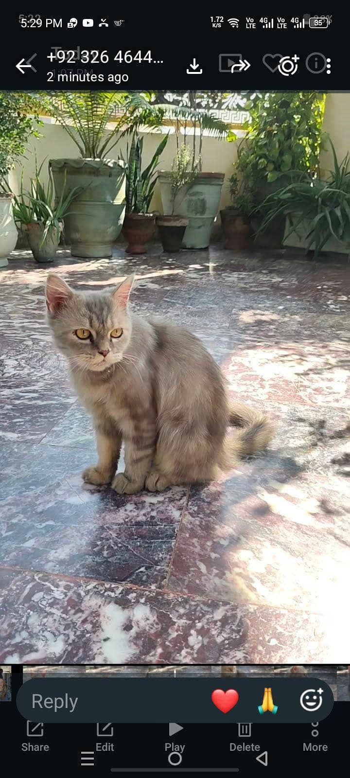 Persian cat 2