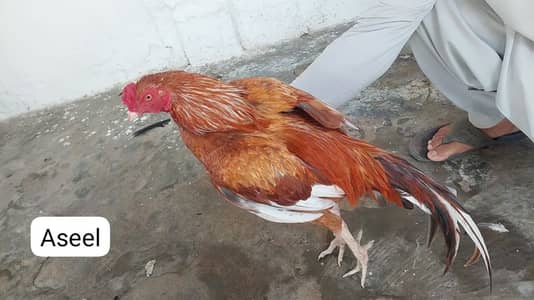 Home-Bred Aseel & Misri Chickens + Duck Pair & FREE Iron Cage