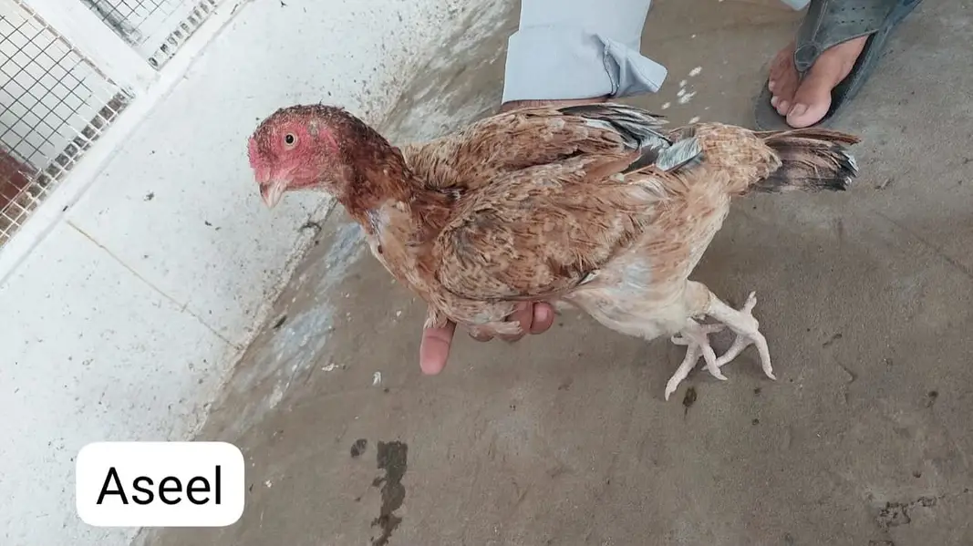 Home-Bred Aseel & Misri Chickens + Duck Pair & FREE Iron Cage — photo 2