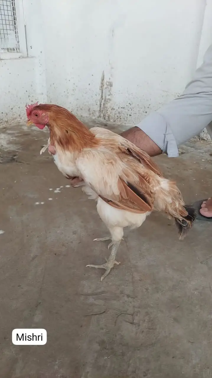 Home-Bred Aseel & Misri Chickens + Duck Pair & FREE Iron Cage — photo 3