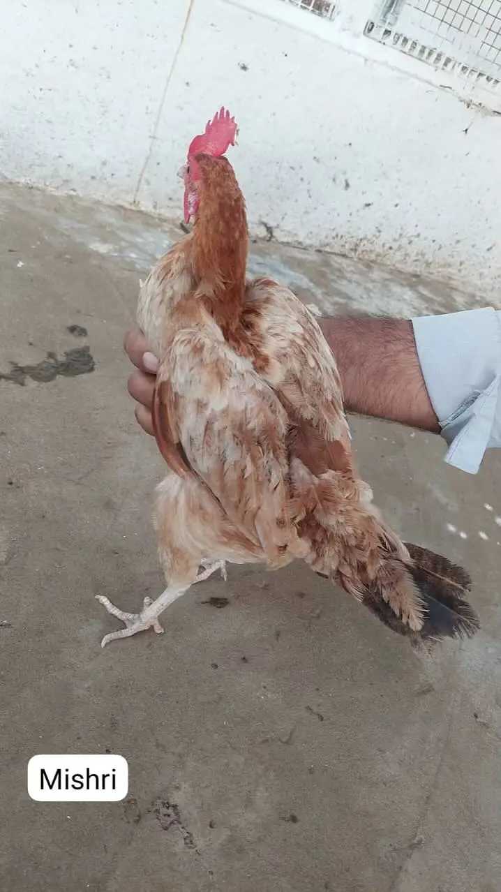 Home-Bred Aseel & Misri Chickens + Duck Pair & FREE Iron Cage — photo 4