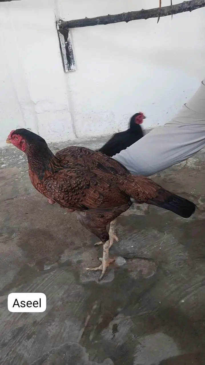 Home-Bred Aseel & Misri Chickens + Duck Pair & FREE Iron Cage — photo 5