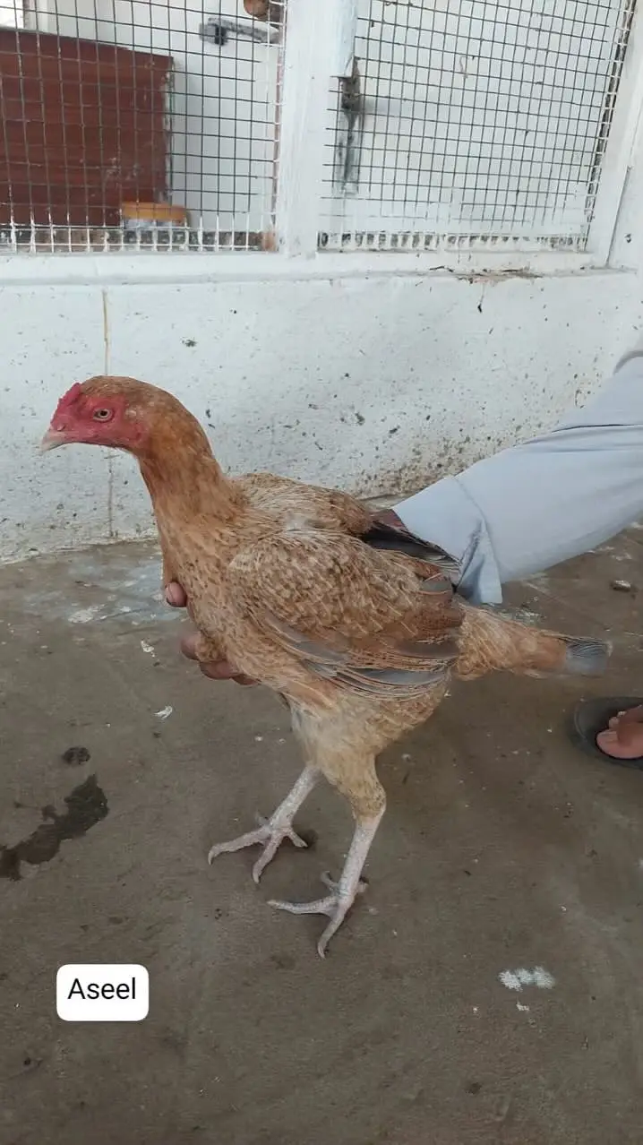 Home-Bred Aseel & Misri Chickens + Duck Pair & FREE Iron Cage — photo 6
