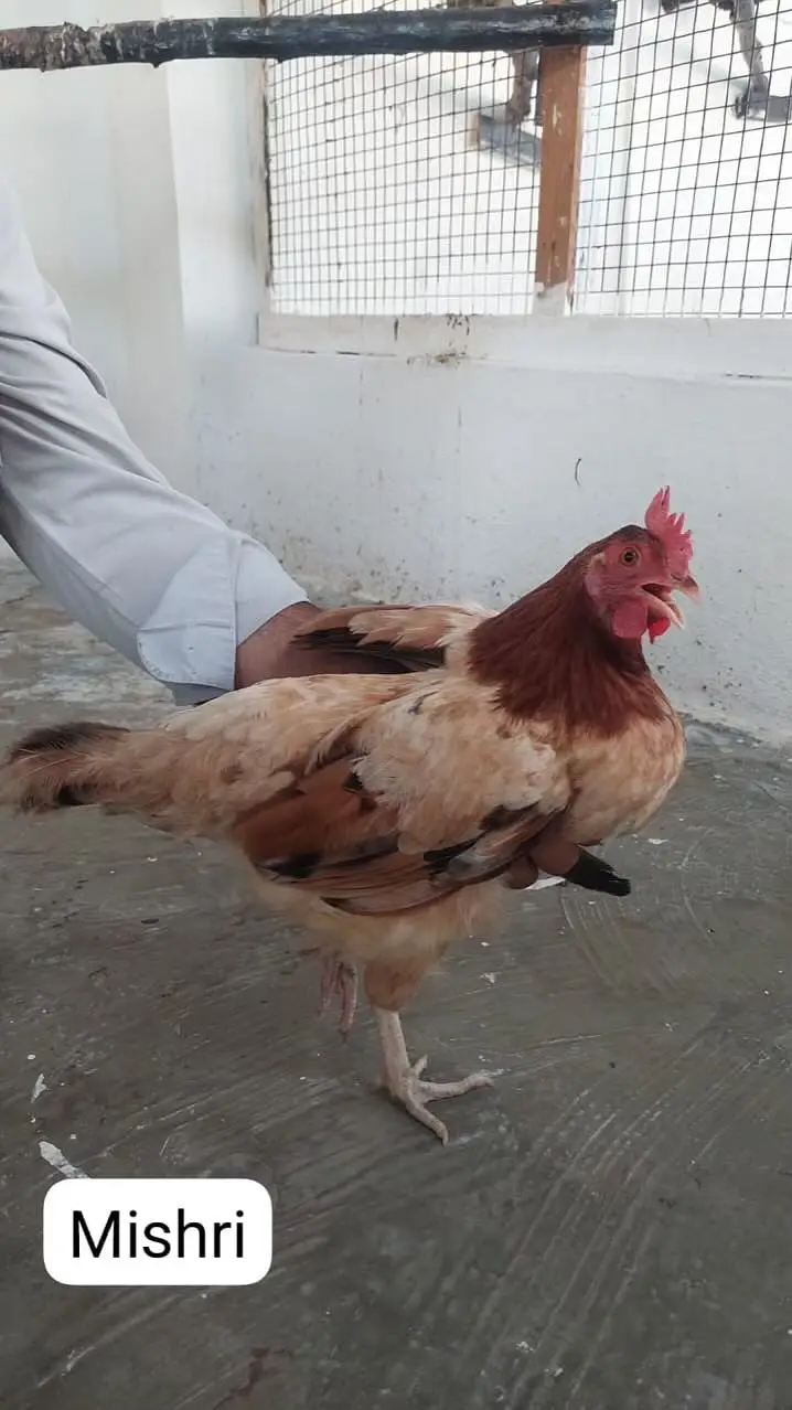 Home-Bred Aseel & Misri Chickens + Duck Pair & FREE Iron Cage — photo 7