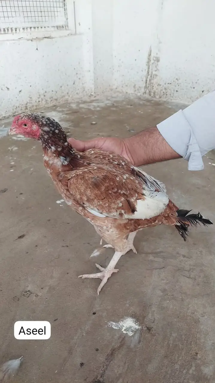 Home-Bred Aseel & Misri Chickens + Duck Pair & FREE Iron Cage — photo 8
