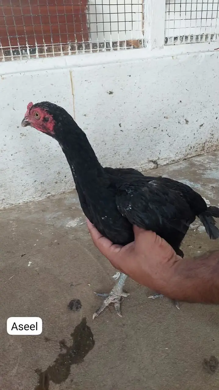 Home-Bred Aseel & Misri Chickens + Duck Pair & FREE Iron Cage — photo 9