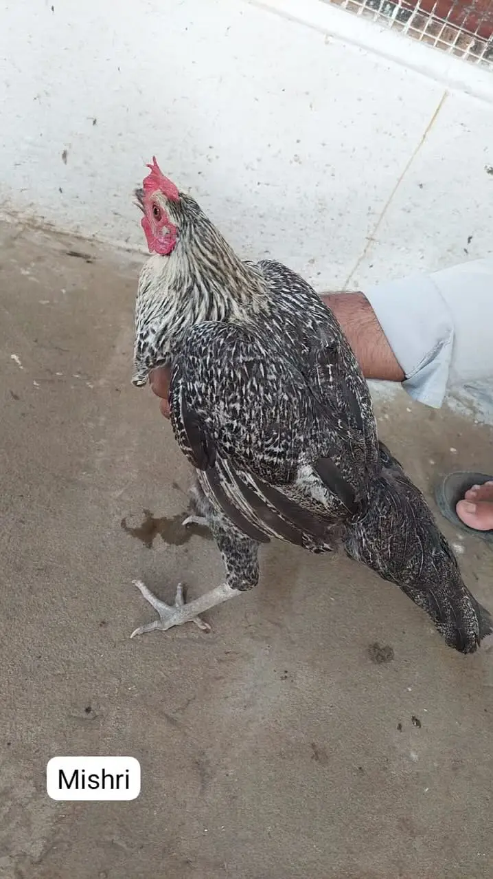 Home-Bred Aseel & Misri Chickens + Duck Pair & FREE Iron Cage — photo 10