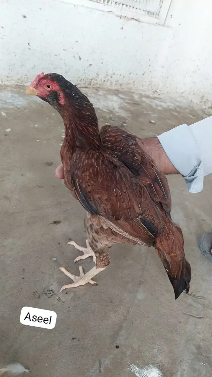 Home-Bred Aseel & Misri Chickens + Duck Pair & FREE Iron Cage — photo 11