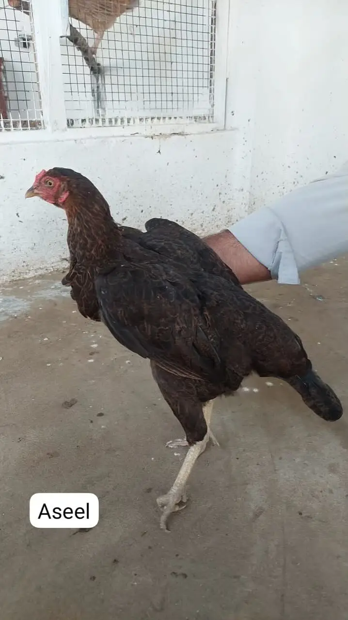 Home-Bred Aseel & Misri Chickens + Duck Pair & FREE Iron Cage — photo 12