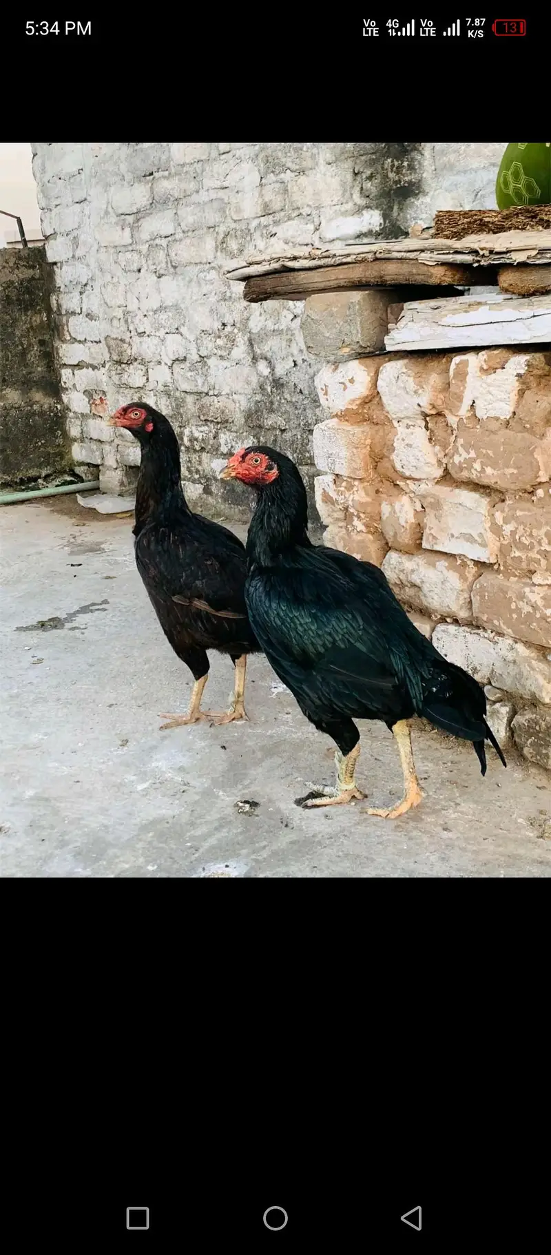 pure mushki maddiayn — photo 4