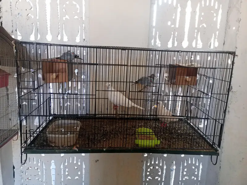 dimond dove +khumary — photo 3