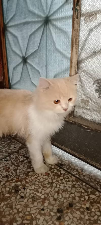 Persian Male Cat For Sale