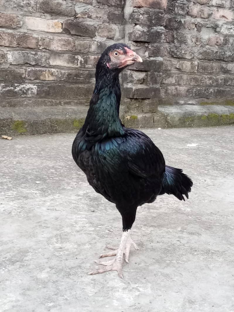 Heera lasani 2