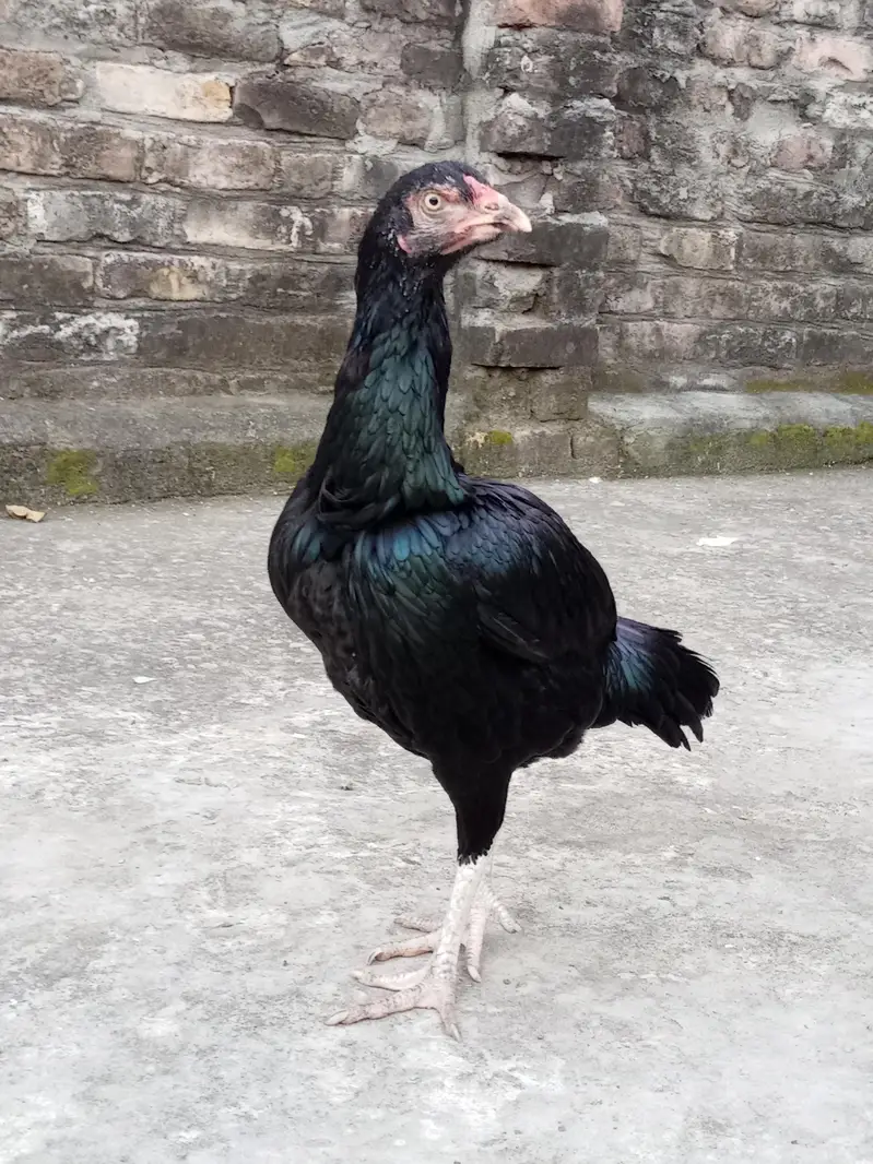 Heera lasani — photo 3