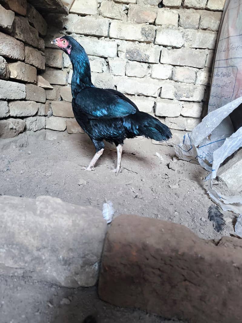 Heera lasani 4