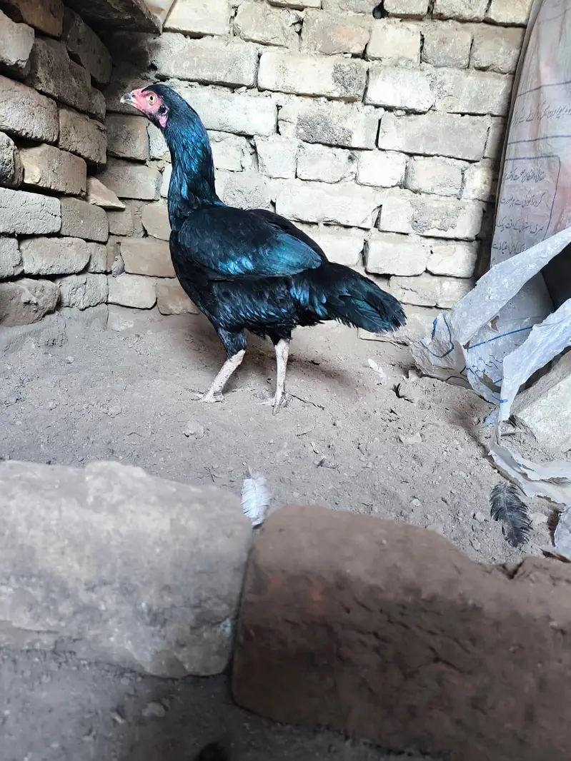 Heera lasani — photo 5