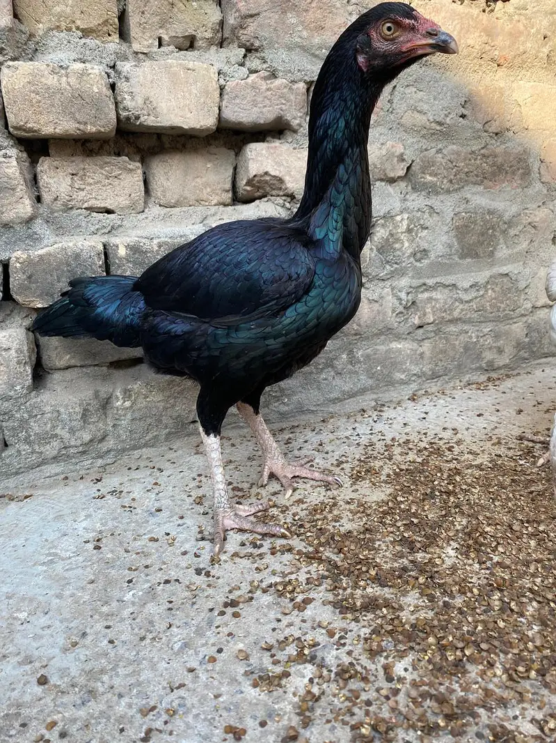 Heera lasani — photo 7