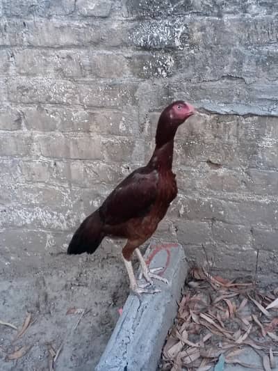Aseel pathi for sale Lakha breed