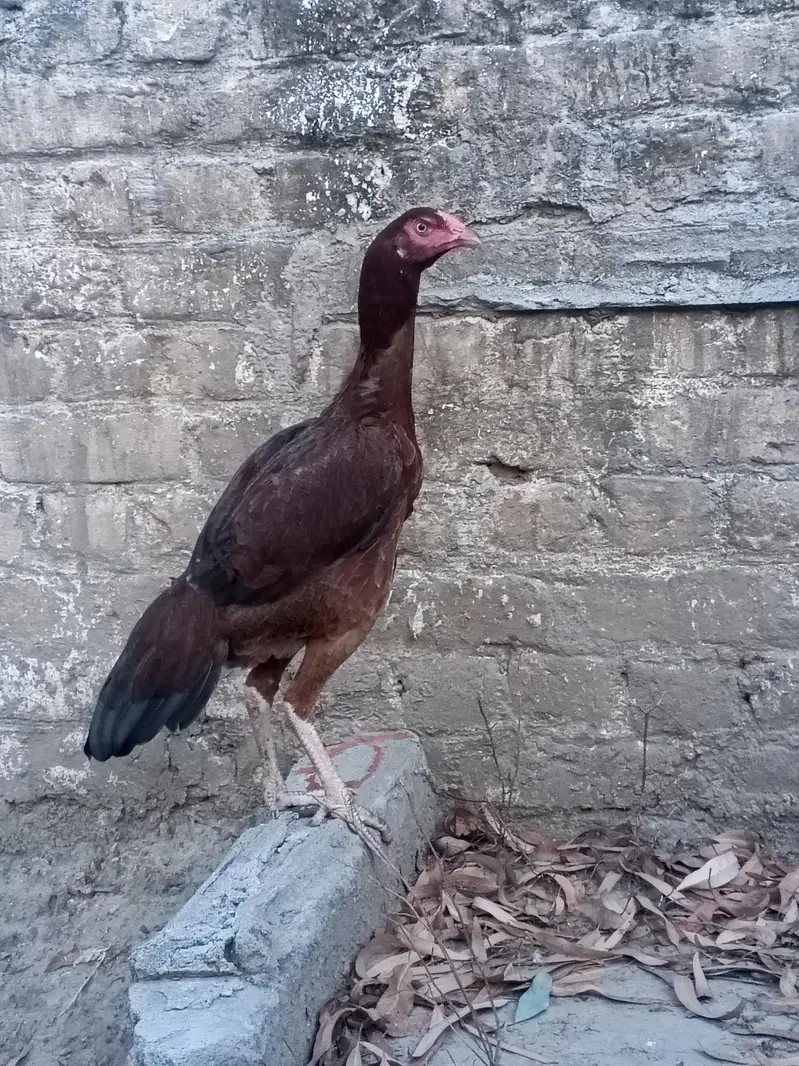 Aseel pathi for sale Lakha breed — photo 2