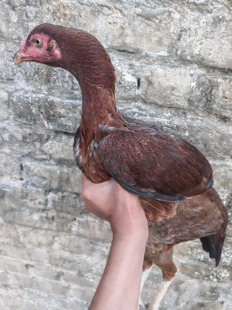 Aseel pathi for sale Lakha breed — photo 3