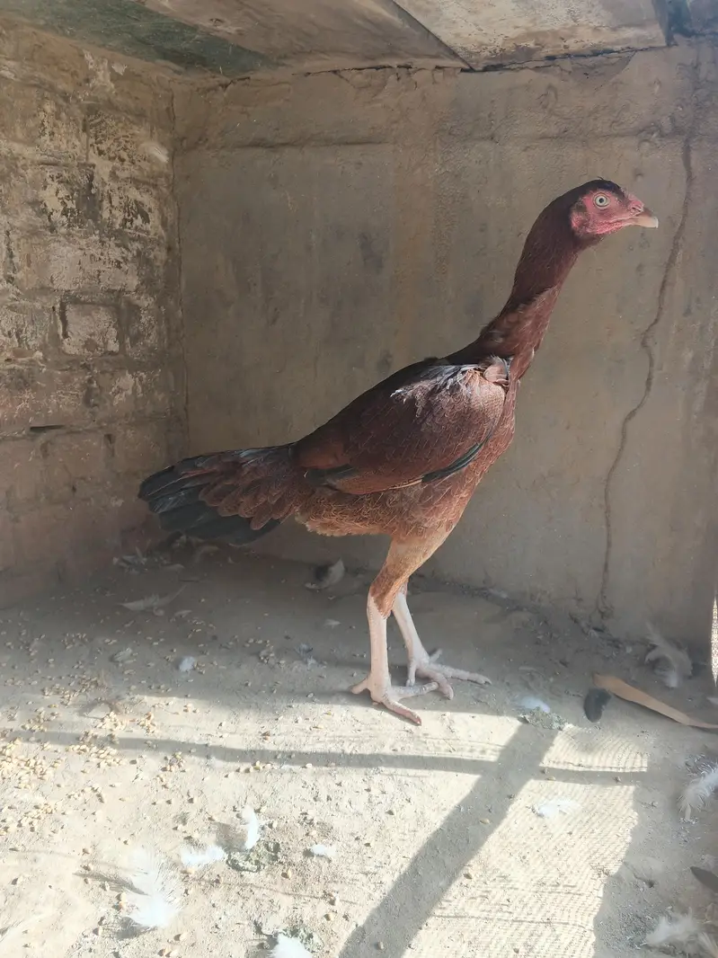 Aseel pathi for sale Lakha breed — photo 4