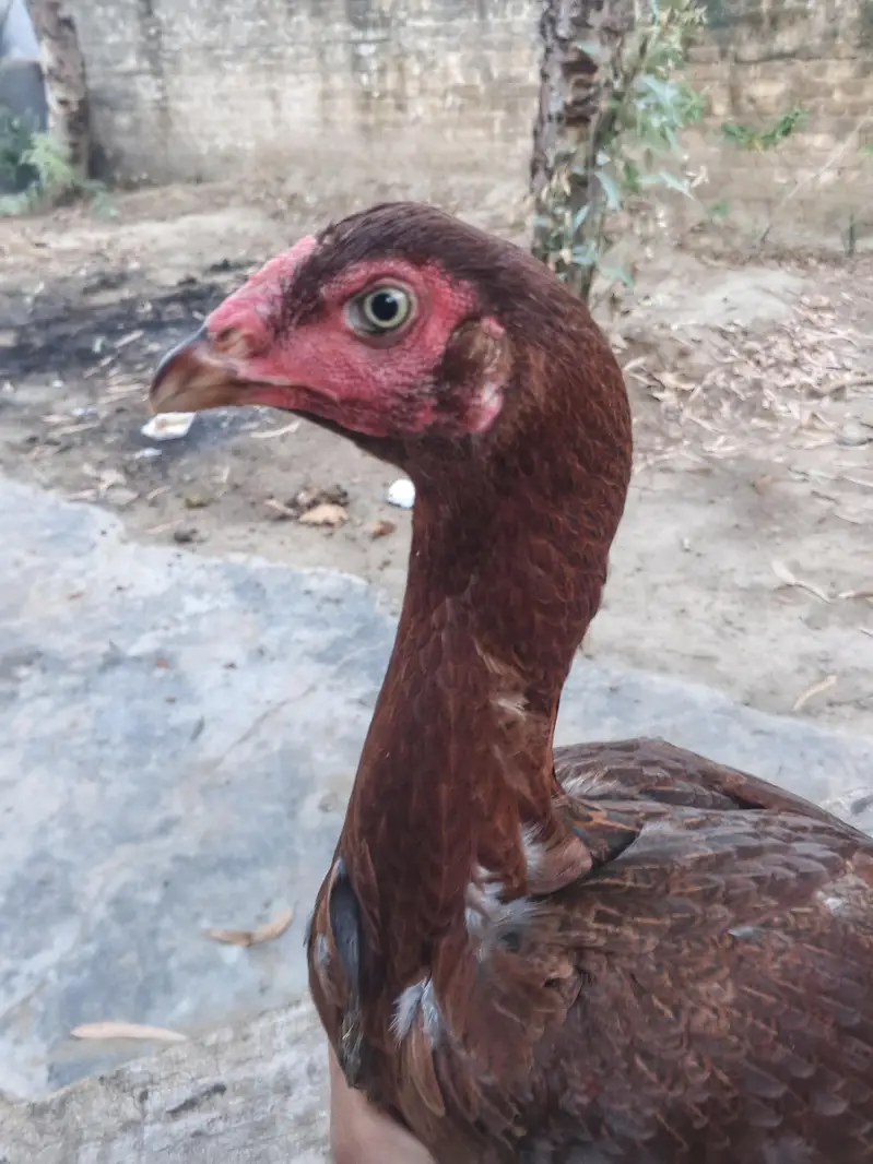 Aseel pathi for sale Lakha breed — photo 5