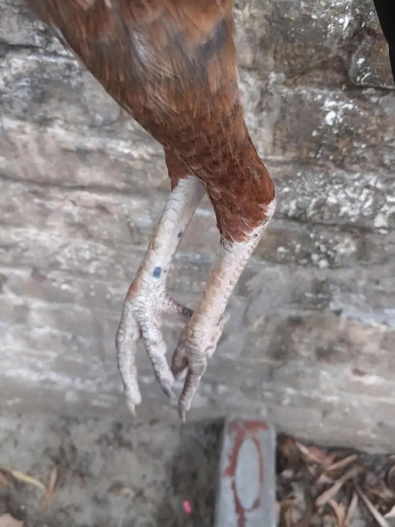 Aseel pathi for sale Lakha breed — photo 6