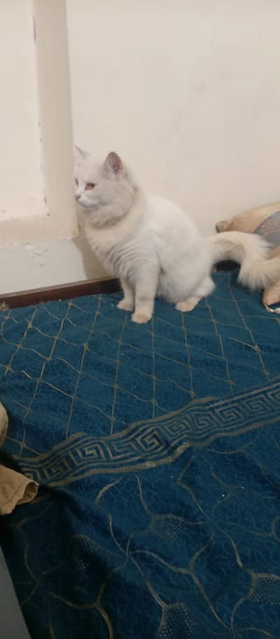 selling cat