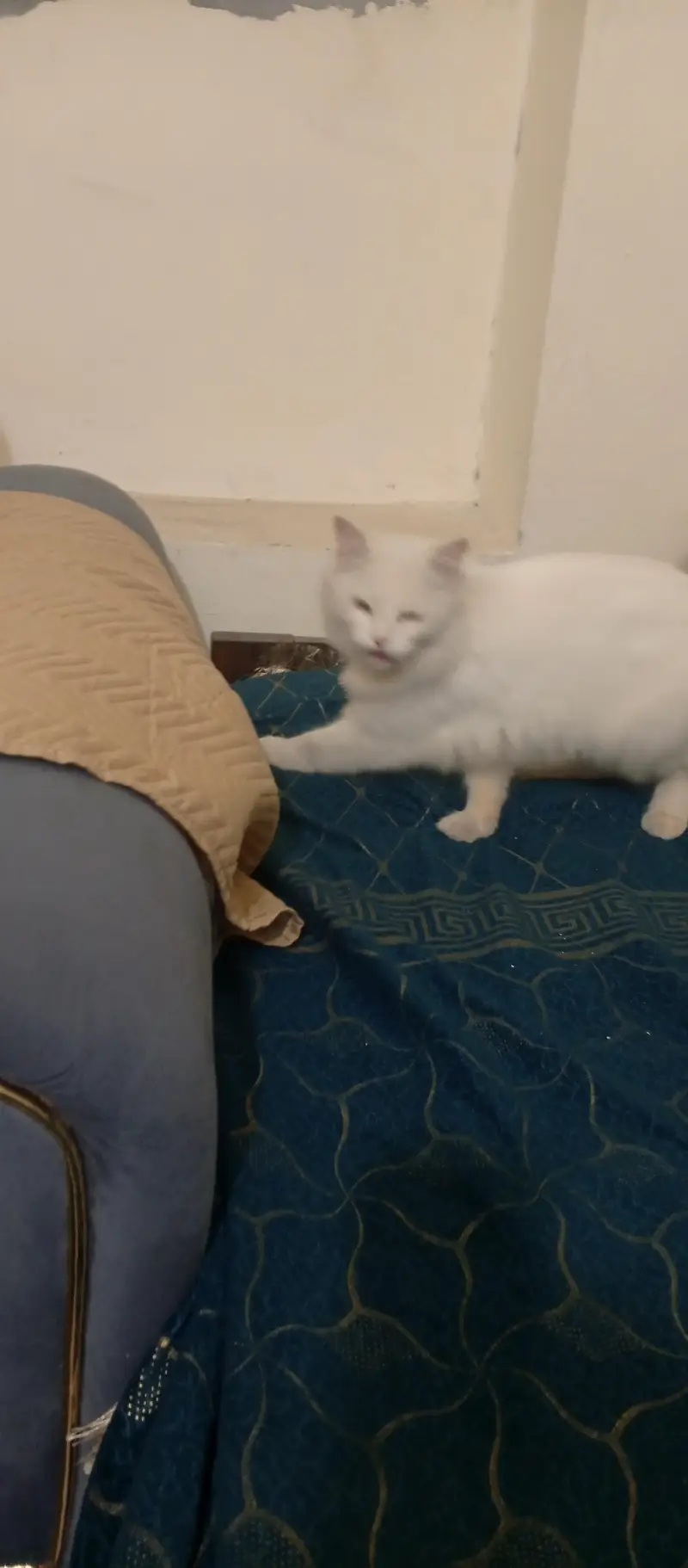 selling cat — photo 2